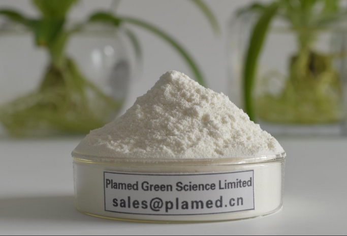 collagen protein